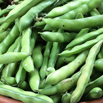 broad beans